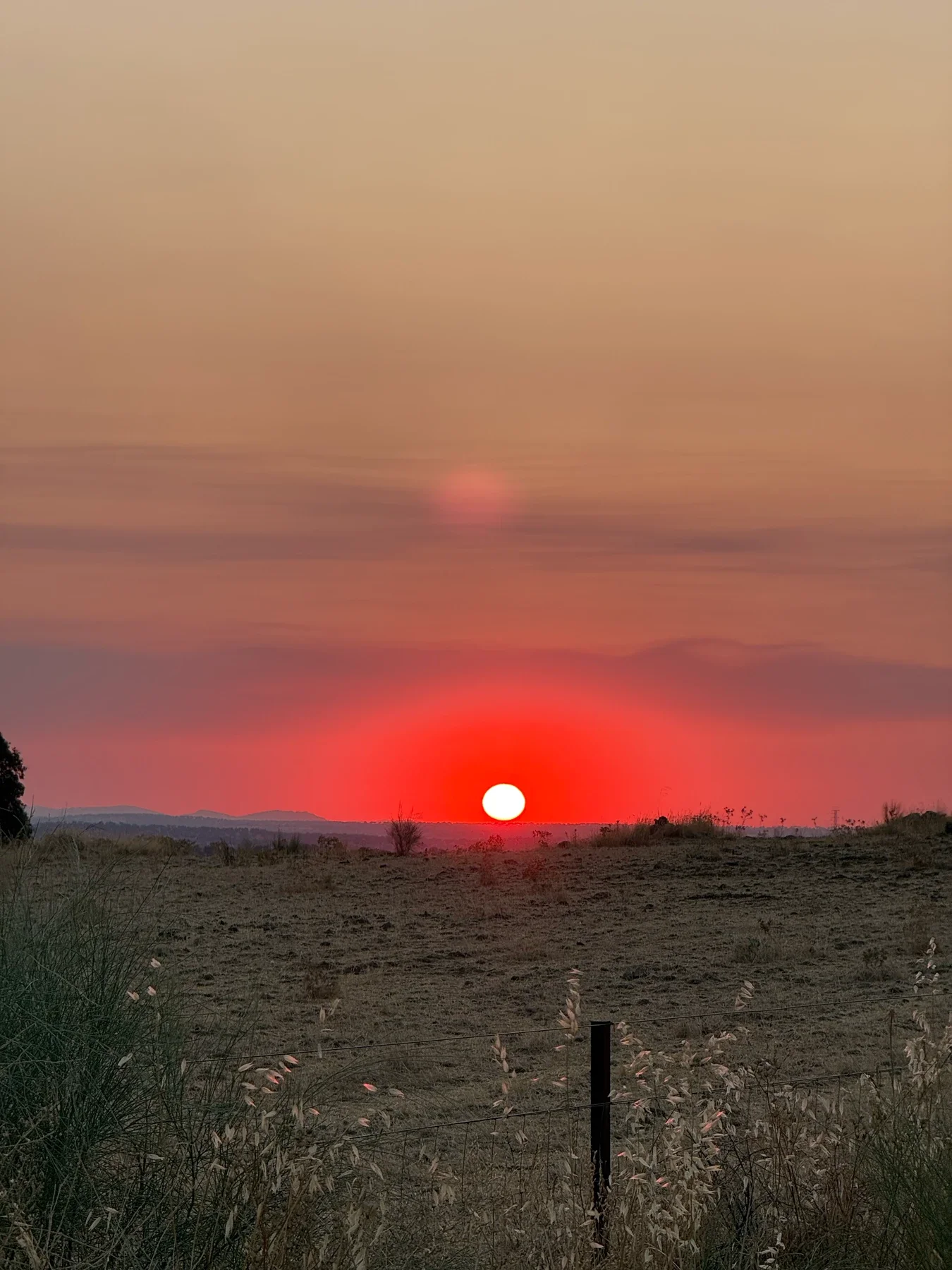 Atardecer rojo entre encinas de la dehesa