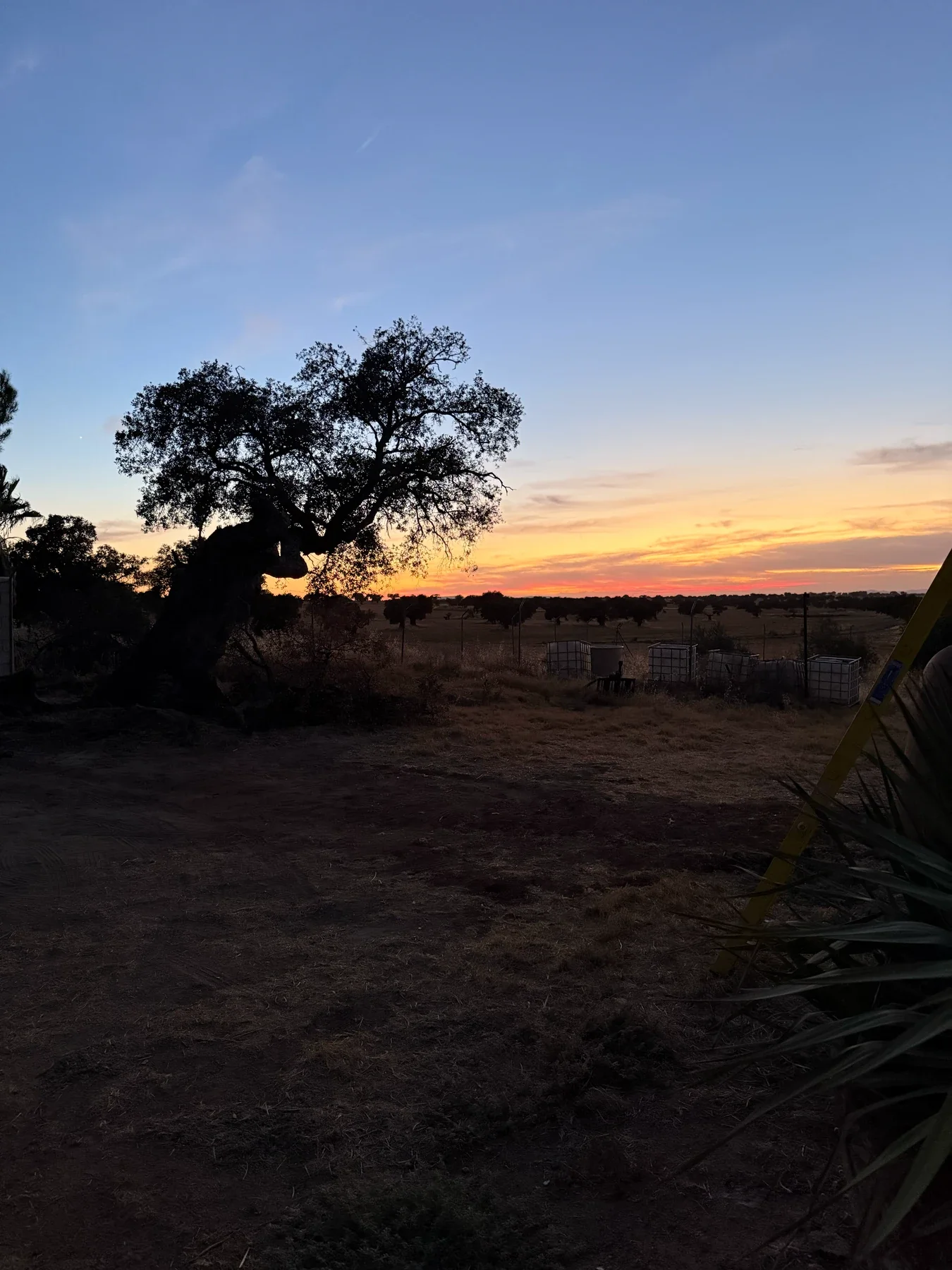 Encina al anochecer con el cielo naranja