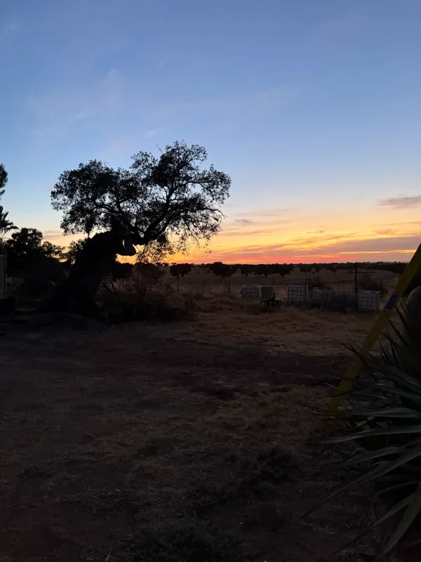 Encina al anochecer con el cielo naranja