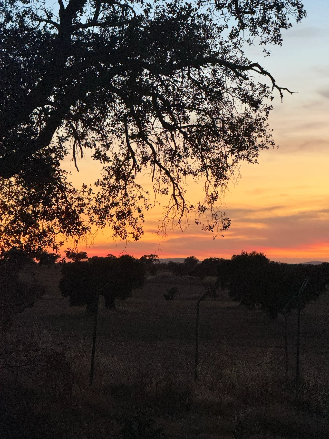 Silueta de una encina al atardecer
