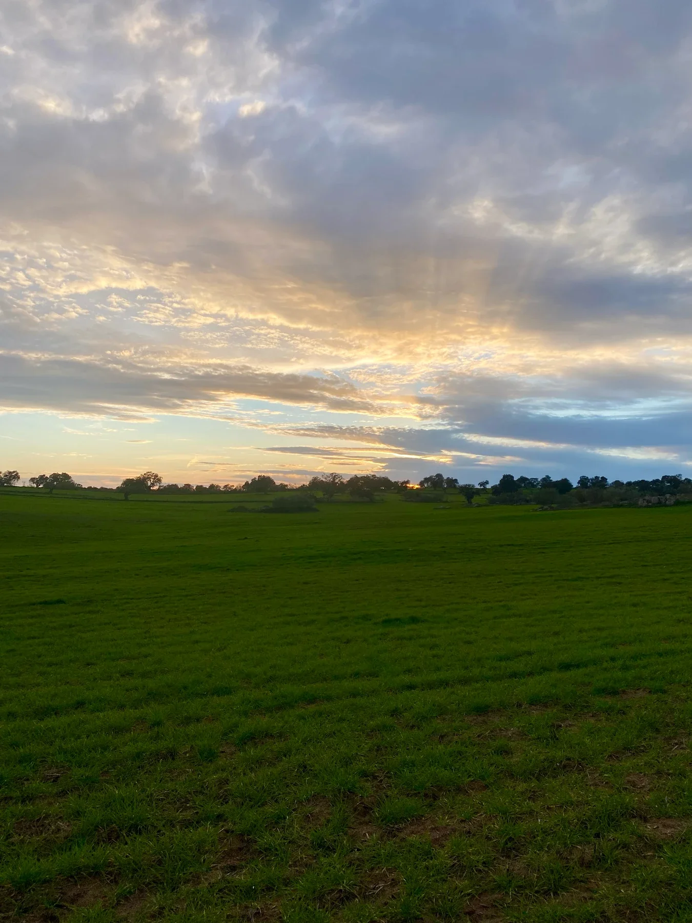 Prado verde de la dehesa al atardecer