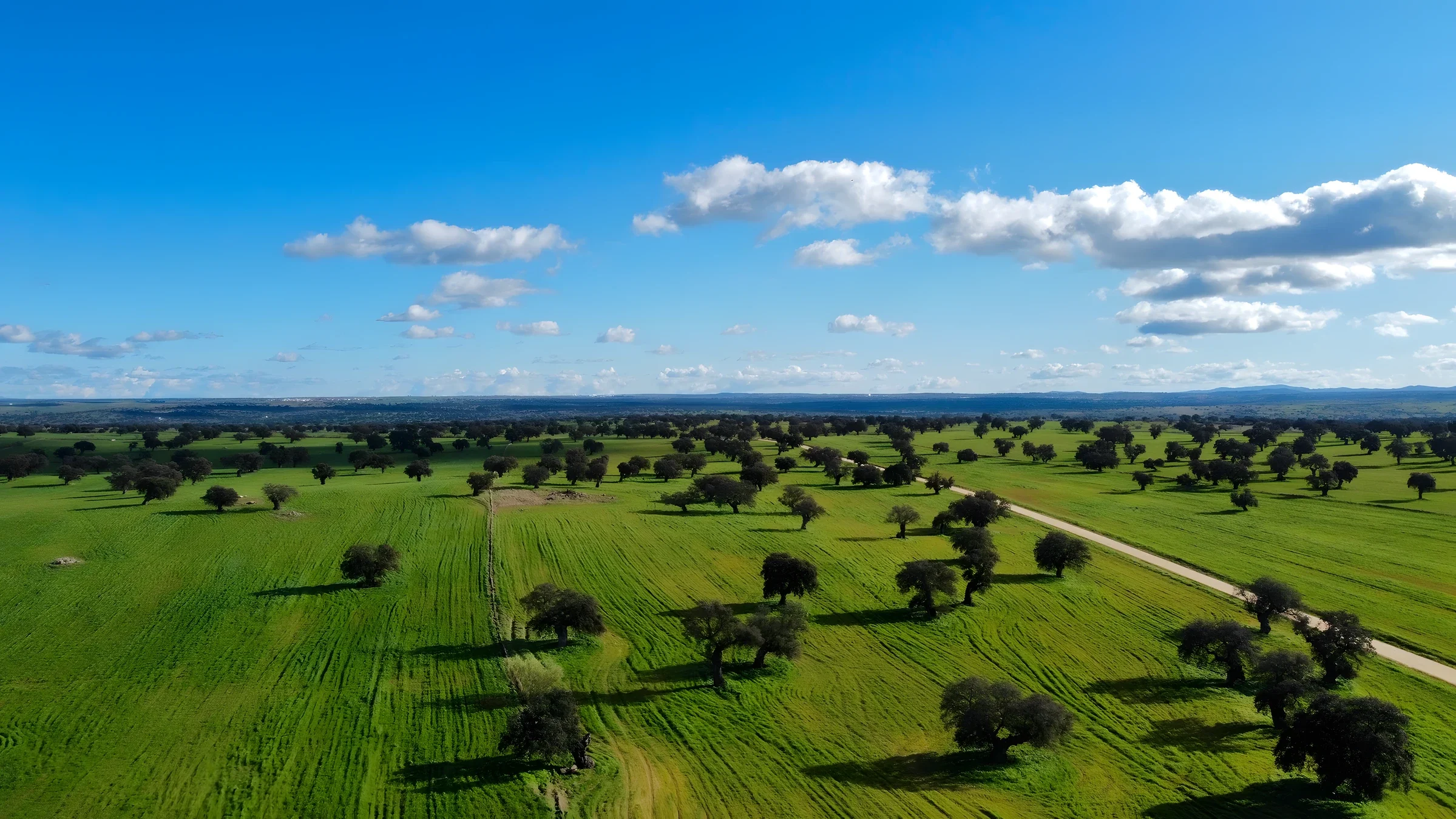 Dehesa de chênes verts sur une prairie verte