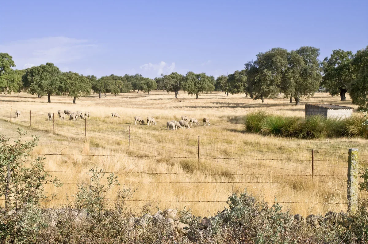 Dehesa de Los Pedroches con ovejas entre encinas y pasto seco