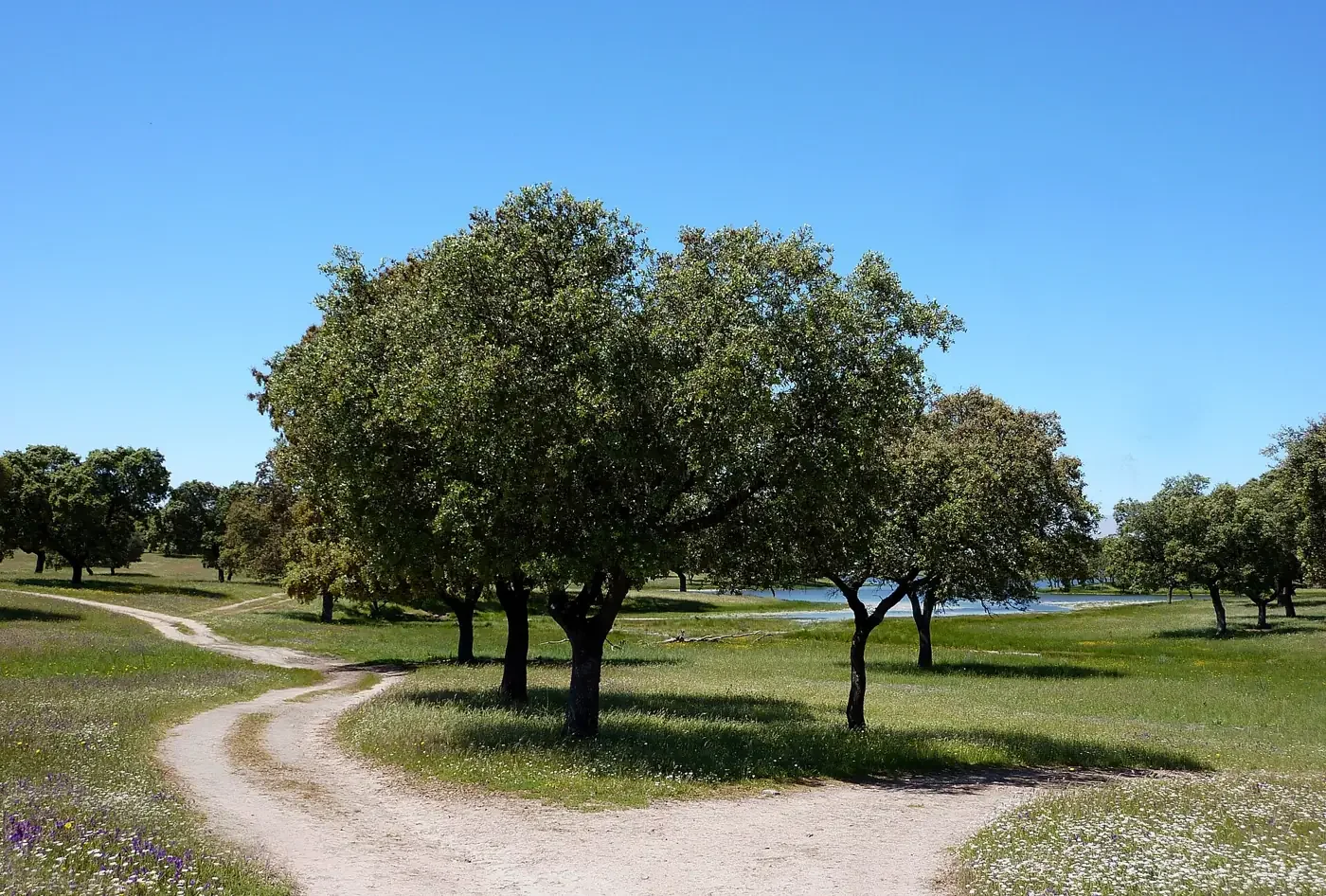 Camino de tierra entre encinas hacia un embalse