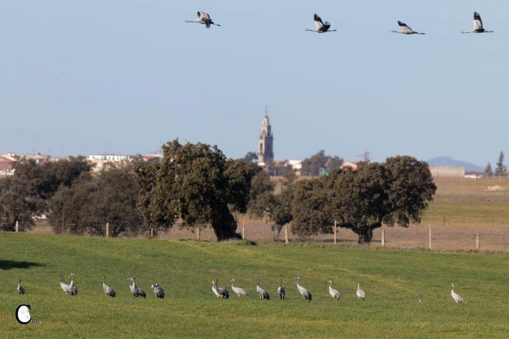 Grullas en la dehesa con el pueblo al fondo